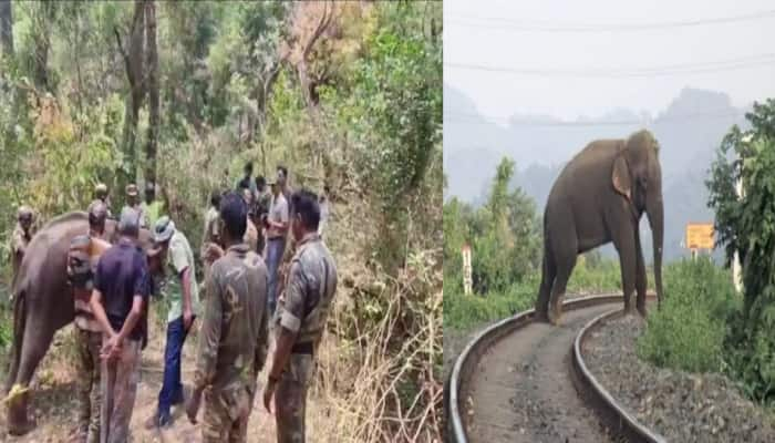 காட்டின் ‘பெரியவருக்கு’ உரிய மரியாதையைக் கொடுங்கள்.!