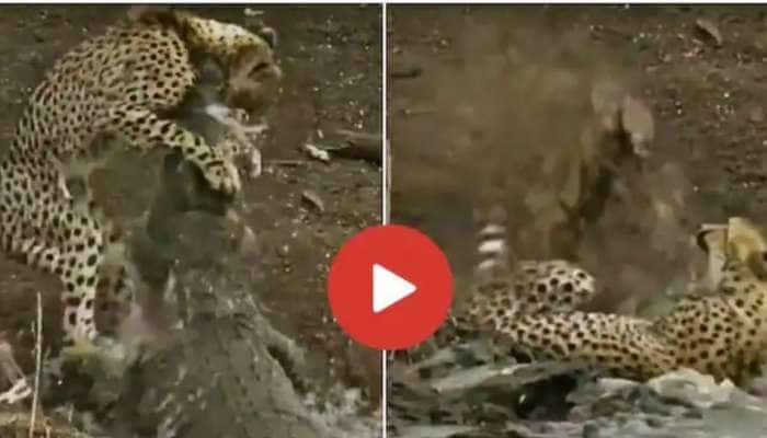 Leopard Crocodile Video: சீறும் சிறுத்தையை சிறைபிடித்த முதலை! இது முதலை அட்டாக்! 