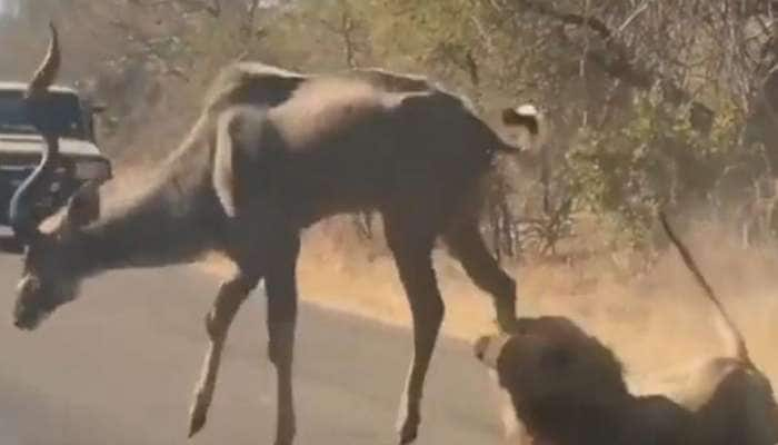 சிங்க பாய்ச்சலுக்கு சிக்கிய மான் - வைரல் வீடியோ title=