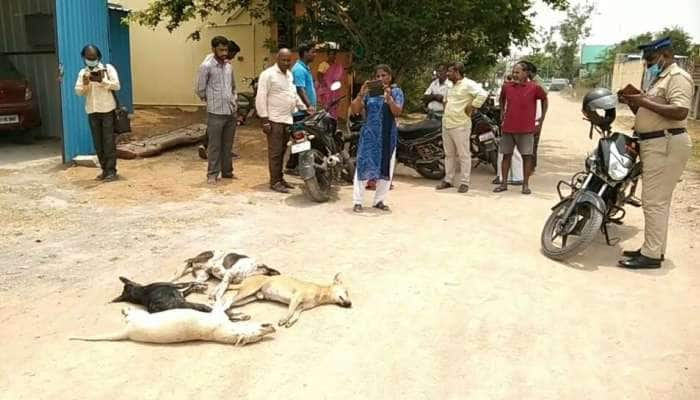 தெரு நாய்களுக்கு விஷம் வைத்து கொன்ற கொடூரம்..! 