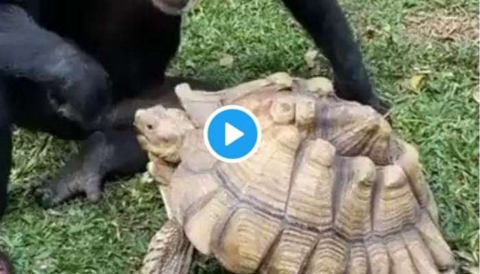 ஆமைக்கு ஆப்பிள் ஊட்டிவிடும் குரங்கு - மெர்சலாக்கும் வைரல் வீடியோ