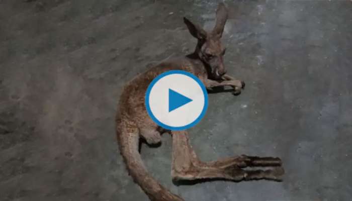 Viral Video: மேற்கு வங்கத்தின் தெருக்களில் அலையும் கங்காரு;  வியப்பில் ஆழ்ந்த மக்கள்