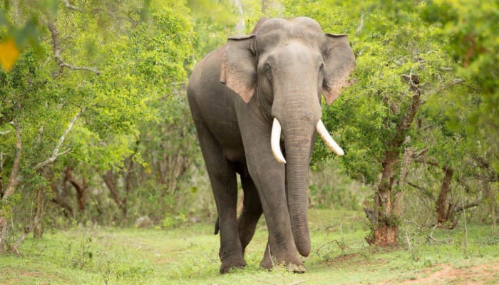 ‘காடு’ யானைகளின் நிலம் அல்லவா மனிதர்களே.! 