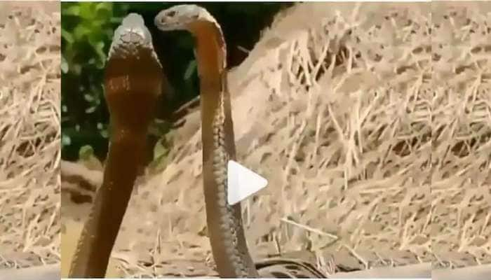 மதி மயங்கி அன்பில் பின்னி பிணையும் நாக பாம்புகள் -Viral Video