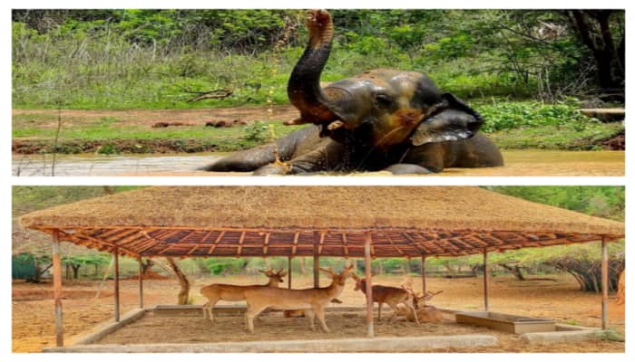 கொளுத்தும் வெயில்... தவிக்கும் விலங்குகள் - அண்ணா உயிரியல் பூங்காவின் ஏற்பாடுகள் title=