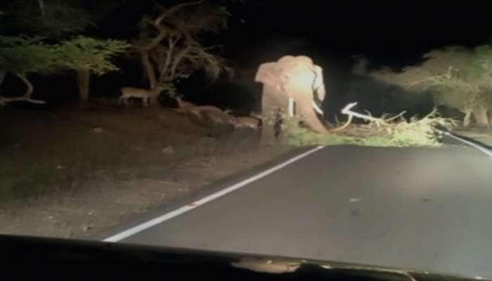 சாலையில் ஒய்யாரமாய் யானை, பீதியில் வாகன ஓட்டிகள்: வீடியோ வைரல்