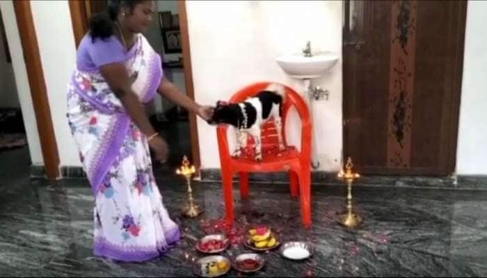 Viral Video: செல்லப் பிராணிக்கு வளைகாப்பு! இது சீர்காழியின் நாய்க்குட்டி சீமாந்தம்  title=