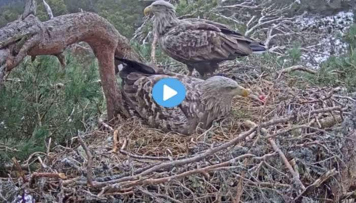 கழுகு குஞ்சு பொரிக்கும் காட்சியை பார்த்திருக்கீங்களா? ரகசியமாக எடுத்த வீடியோ title=