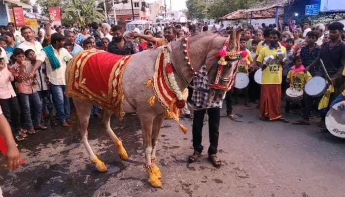 சிவன் பார்வதி தேர் திருவீதி உலா - நடனமாடி அணிவகுத்த குதிரைகள்