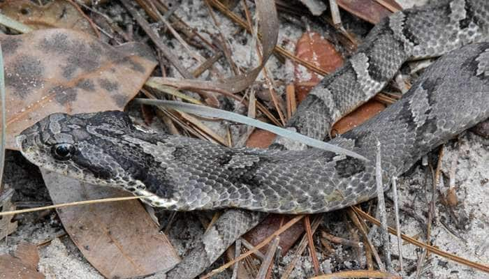 Eastern Hognose Snake: இந்த பாம்பின் ஆயுதம் விஷம் அல்ல... துர்நாற்றம்