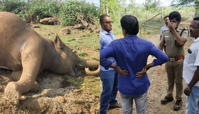 இரு நாட்களாக இறந்து கிடந்த தாய் யானையும் குட்டியும்! என்ன நடந்தது? title=