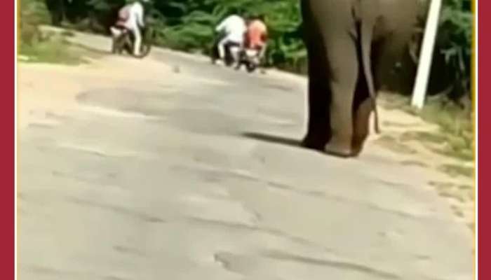 Watch Viral Video of Elephant Attacking woman on road