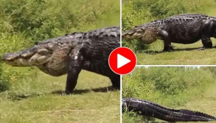 Viral Video of Crocodile: இது எங்க ஏரியா உள்ள வராத: மிரட்டும் முதலையின் சாலை உலா title=