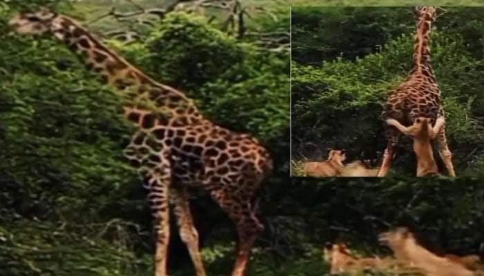 Lion Viral Video ஒட்டகச்சிவிங்கியுடன் மோதும் சிங்க ராஜா: சிங்கக்கூட்டத்தை உதைத்து துரத்தும் Giraffe  title=