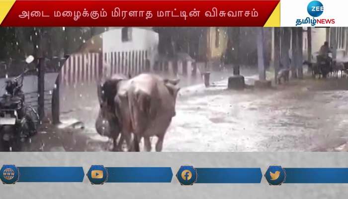 Old lady taking her cow back home in heavy rain in Thanjavur goes viral