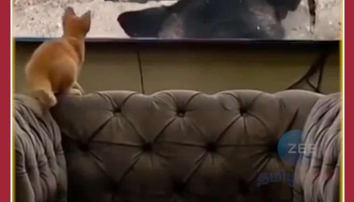 Funny Animal Video: Cat gets cheated seeing mouse in TV