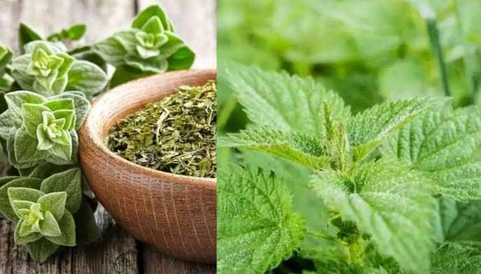 Healthy Herbs: வெப்பத்தை அதிகரித்து ஆரோக்கியத்தைக் கெடுக்கும் அற்புத மூலிகைகள் title=