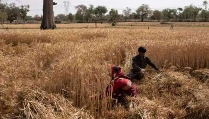 Wheat Export Ban: இந்தியாவின் கோதுமை ஏற்றுமதித் தடைக்கு கண்டனம் தெரிவிக்கும் உலக நாடுகள் title=