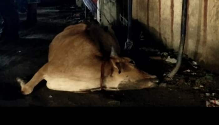 domestic animals News in Tamil, Latest domestic animals news, photos, videos | Zee News Tamil domestic animals News in Tamil, Latest domestic animals news, photos, videos | Zee News Tamil