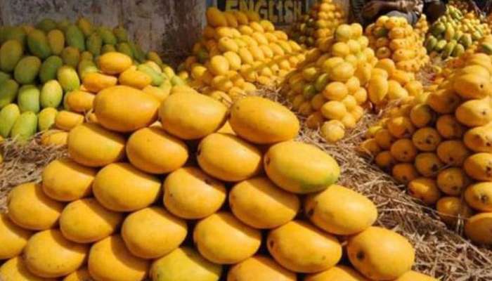 Mango: இளமையை காக்கும் மாம்பழத்தை தினமும் டயட்டில் சேர்க்கவும் 