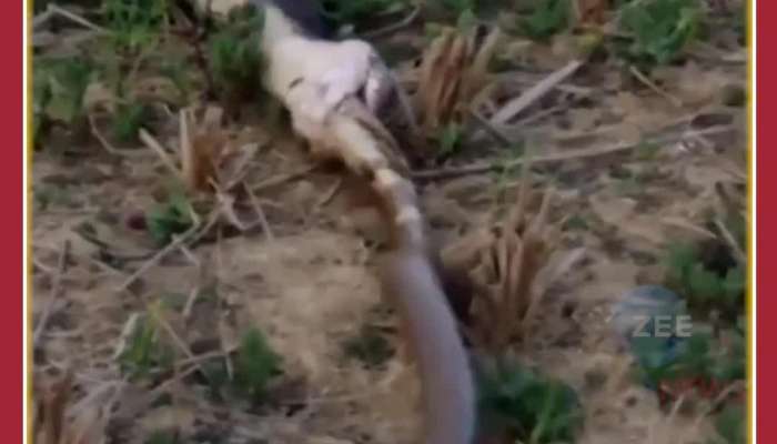 Viral video of snake attacking King Cobra