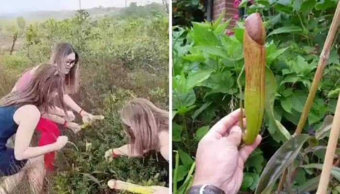 Rare Penis Plant: ஆண்குறி பூக்களைப் பறிக்காதீர்கள்: கம்போடிய அரசின் எச்சரிக்கை