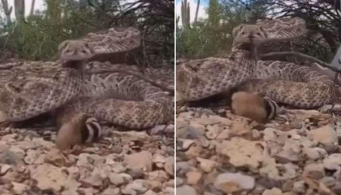 Python vs Mongoose: சண்டைன்னு வந்துட்டா தராதரம் கிடையாது: சீறும் பாம்பிடம் அடங்கும் கீரி title=