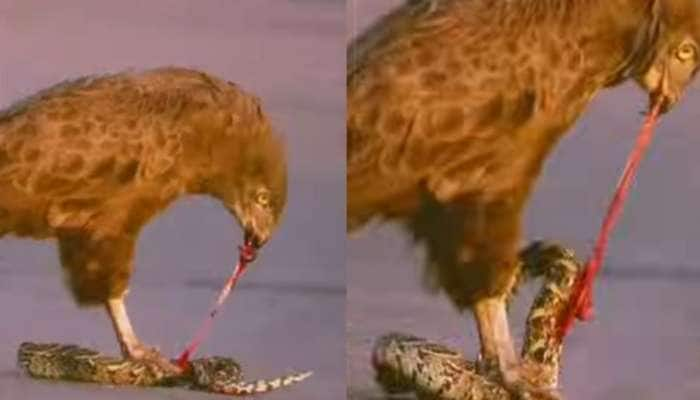 Hunter Vulture vs Snake: பாம்பின் குடலை உருவி அதை ரசித்து ருசிக்கும் கடல் கழுகு title=