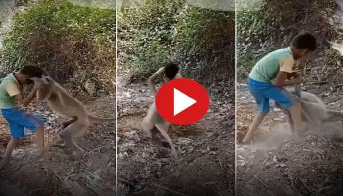 Funny Animal Video: Monkey Boy Fight with a Twist