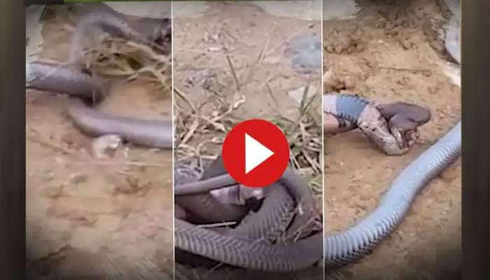 Viral Video: ஆக்ரோஷமாக சண்டையிடும் ராஜ நாகங்கள்; திகிலூட்டும் வீடியோ title=