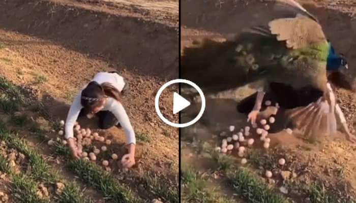 Viral Video: முட்டைகளை திருட நினைத்த சிறுமியை போட்டுத் தாக்கிய மயில்