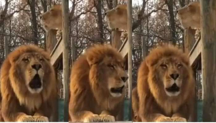 Roar of Sitting lions chills heart video viral