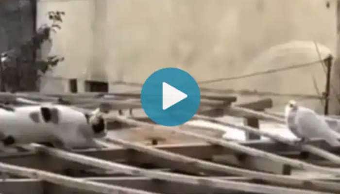 Viral Animal Video: Cat Pigeon Emotional Video goes viral