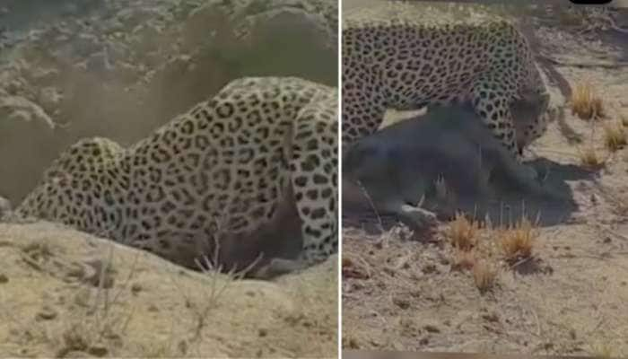 Leopard hunting its prey from underground