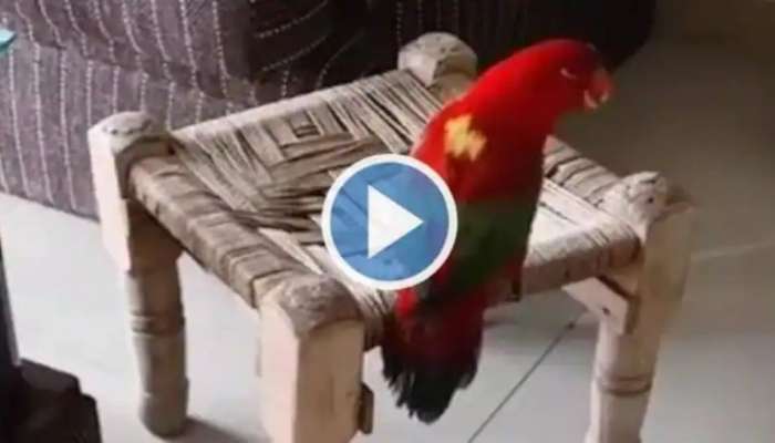 Viral Video of Speaking Parrot