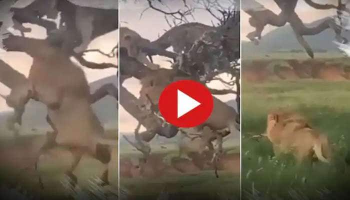 Funny Animal Video: Lion Falls Down trying to get down from Tree