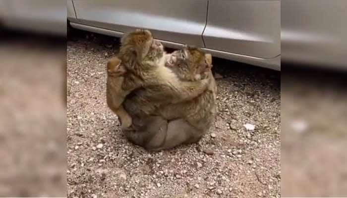 நல்லதொரு குடும்பம் பல்கலைக்கழகம்... குரங்குகளின் வைரல் வீடியோ