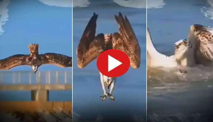 Eagle Hunting its prey video goes viral