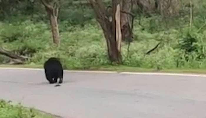 வாகனங்களை வழிமறித்து ஒய்யாரமாக படுத்துறங்கிய கரடி; வீடியோ வைரல்