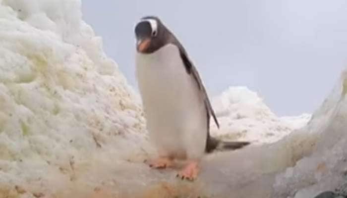 penguines walking systematically in Icy water