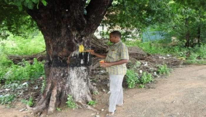 100 நாள் வேலைத் திட்டம் - எந்த மரங்களை நடவேண்டும் ; நடக்கூடாது - உயர் நீதிமன்றம்  title=