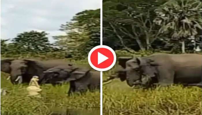 Viral Video of Crocodile Vs Elephant