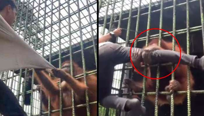 OMG Video: Orangutan in Cage catches Man, see what happens