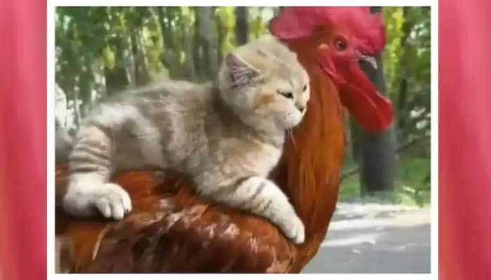 Viral video of Cat Riding on Cock 