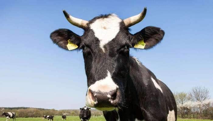 Cow Arrested: கொலைக்குற்ற வழக்கில் கைது செய்யப்பட்ட மாடு