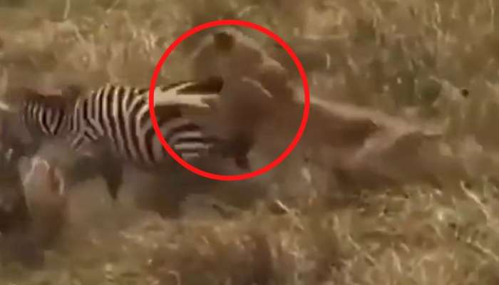 OMG Zebra attacks lion in forest video goes Viral | Viral video: தொட்டு பாருலே! சிங்கத்தை சம்பவம் செய்த வரிக்குதிரை | Social News in Tamil OMG Zebra attacks lion in forest video goes Viral | Viral video: தொட்டு பாருலே! சிங்கத்தை சம்பவம் செய்த வரிக்குதிரை | Social News in Tamil