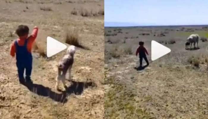 Cute Boy Viral Video: Boy helps lamb find mother, Netizens love it