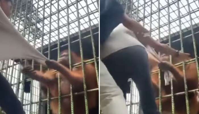 Ape and man in Zoo video goes viral
