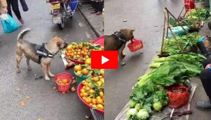 மார்கெட்டிற்கு சென்று காய் வாங்கும் நாயின் வீடியோ இணையத்தில் வைரல்! title=