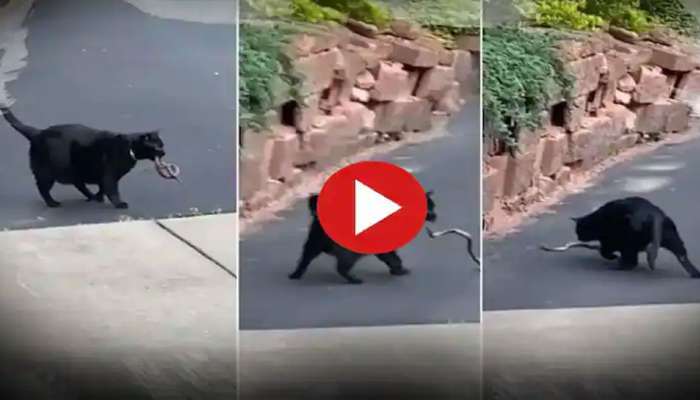 Funny Viral Video: Cat kills Snake, Netizens amused